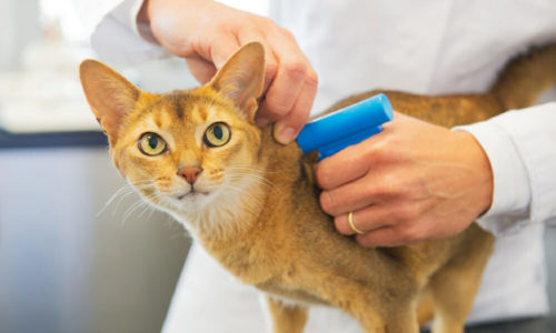 Veterinarian injecting a microchip in an orange cat