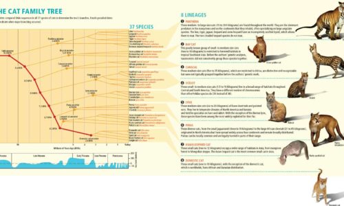 history of cats