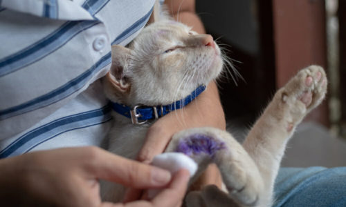 Person applying medicine on the arm of a cat