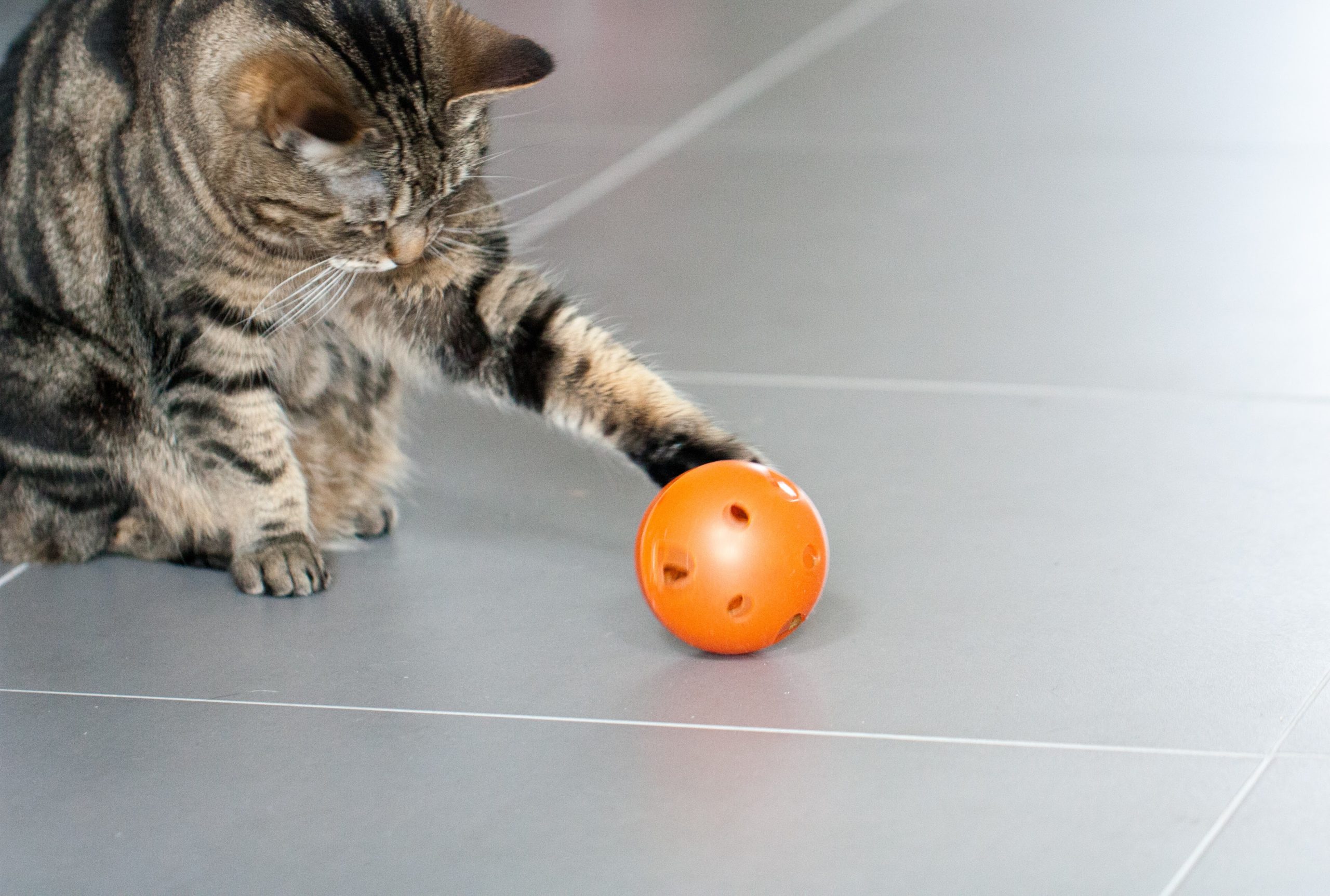 Мячики для кошек. Котик с мячиком. Коты спортсмены. Собака и кот с мячиком. Кэтс плей