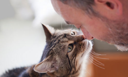 Cat sniffing a man's nose