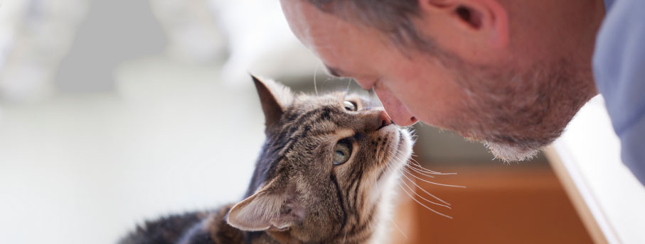 Cat sniffing a man's nose